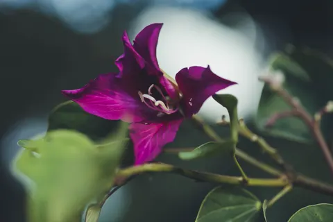 Orchid 4K Wallpaper · flowers · 3840×2560