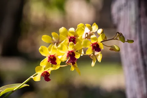 Orchid 4K Wallpaper · flowers · 3840×2560