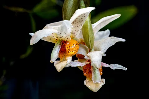 Orchid 4K Wallpaper · flowers · 3840×2560
