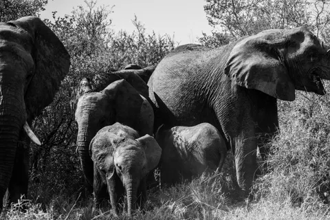 والپیپر فیل با کیفیت 4K · animals · 3840×2560