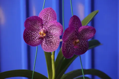 والپیپر ارکیده با کیفیت 4K · flowers · 3840×2560