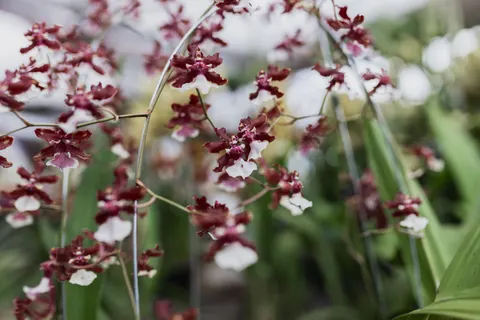 Orchid 4K Wallpaper · flowers · 3840×2560