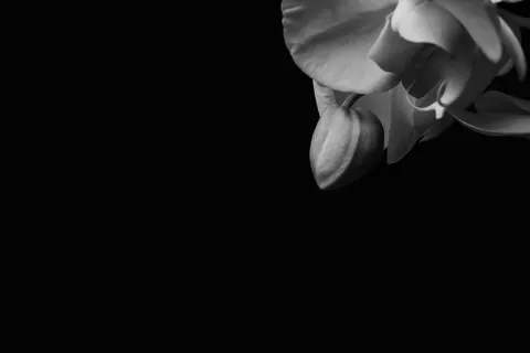 Orchid 4K Wallpaper · flowers · 3840×2560