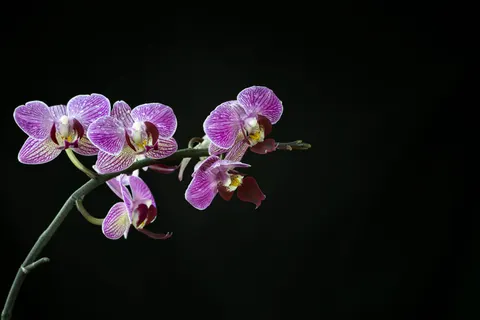 Orchid 4K Wallpaper · flowers · 3840×2560