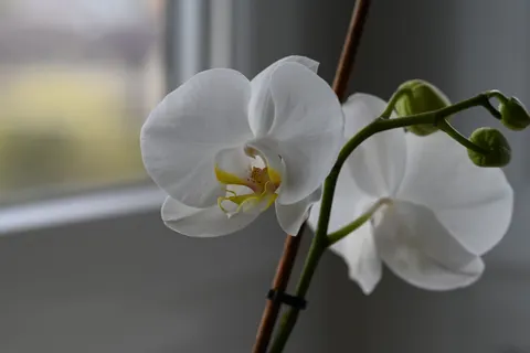 Orchid 4K Wallpaper · flowers · 3840×2560