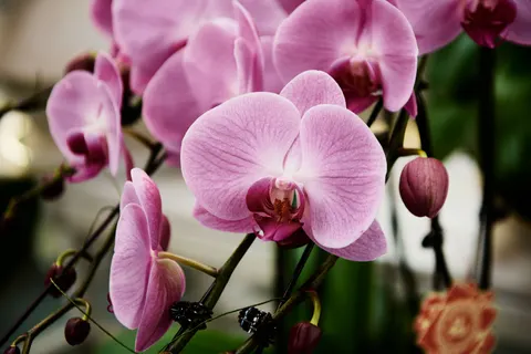 Orchid 4K Wallpaper · flowers · 3840×2560