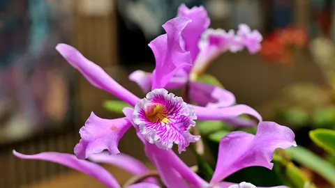 Orchid 4K Wallpaper · flowers · 3840×2160