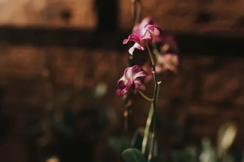 Orchid 4K Wallpaper · flowers · 3840×2563