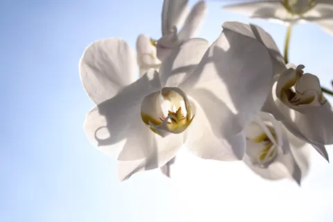Orchid 4K Wallpaper · flowers · 3840×2560