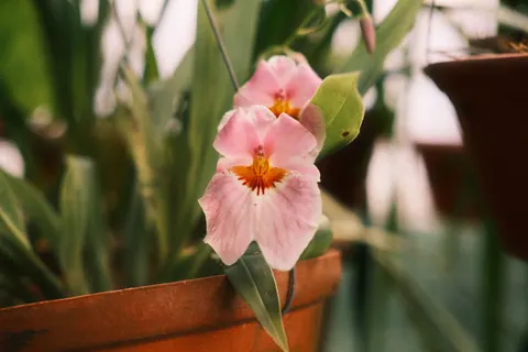 Orchid 4K Wallpaper · flowers · 3840×2560