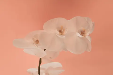 Hình nền Hoa lan 4K · flowers · 3840×2560