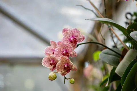 Orchid 4K Wallpaper · flowers · 3840×2560