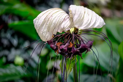 Wallpaper Anggrek 4K · flowers · 3840×2560