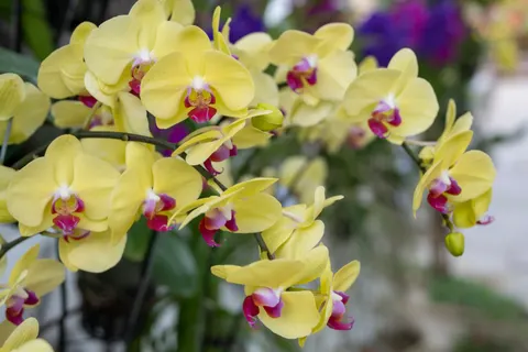 Sfondo Orchidea 4K · flowers · 3840×2560