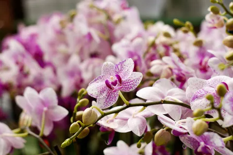 Orchid 4K Wallpaper · flowers · 3840×2560
