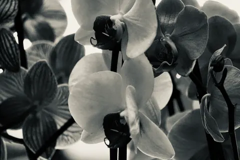 Orchid 4K Wallpaper · flowers · 3840×2560