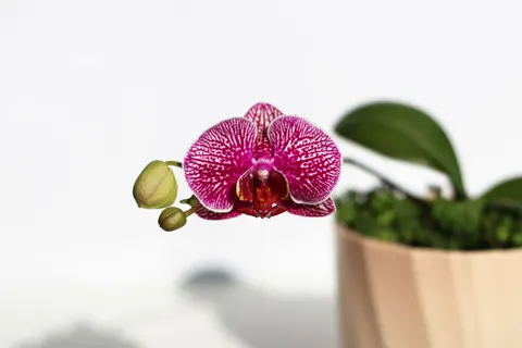 Orchid 4K Wallpaper · flowers · 3840×2560