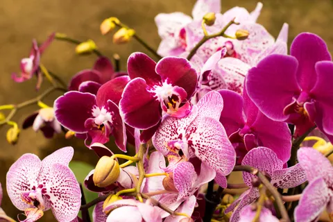 Orchid 4K Wallpaper · flowers · 3840×2560