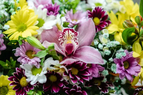Orchid 4K Wallpaper · flowers · 3840×2560