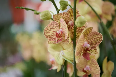 Orchid 4K Wallpaper · flowers · 3840×2560