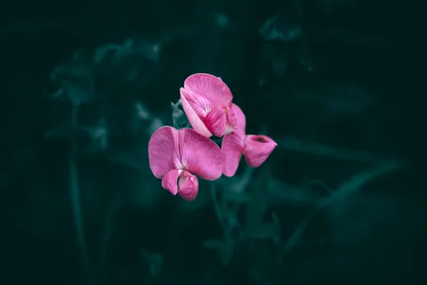 Orchid 4K Wallpaper · flowers · 3840×2560
