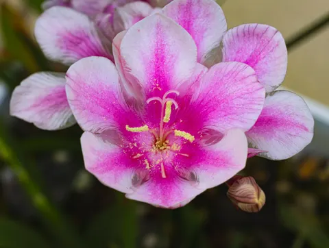 Orchid 4K Wallpaper · flowers · 3840×2892