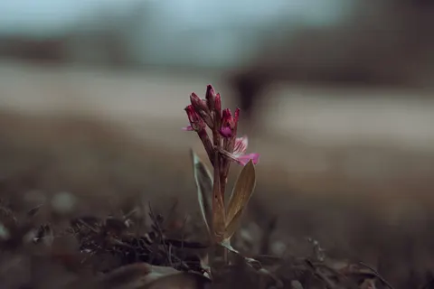 Orchid 4K Wallpaper · flowers · 3840×2560