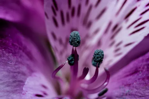 Orchid 4K Wallpaper · flowers · 3840×2560