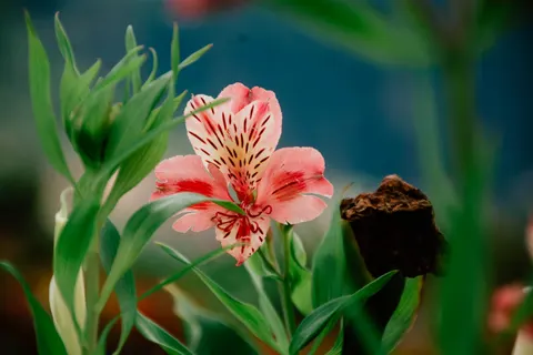 Orchid 4K Wallpaper · flowers · 3840×2560