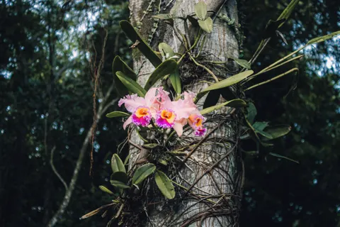 Orchid 4K Wallpaper · flowers · 3840×2560