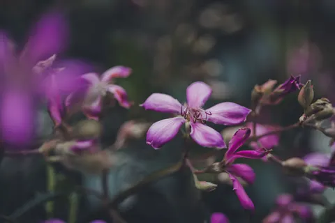 Orchid 4K Wallpaper · flowers · 3840×2560
