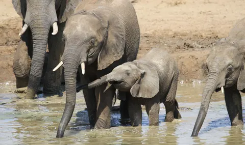 Elephant 4K Wallpaper · animals · 3840×2282