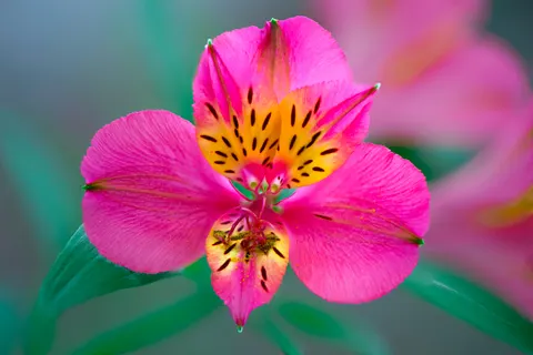 Orchid 4K Wallpaper · flowers · 3840×2559
