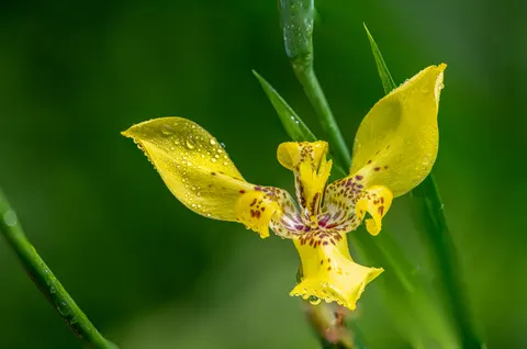 Orchid 4K Wallpaper · flowers · 3840×2542