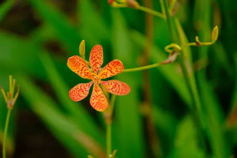 Orchid 4K Wallpaper · flowers · 3840×2560