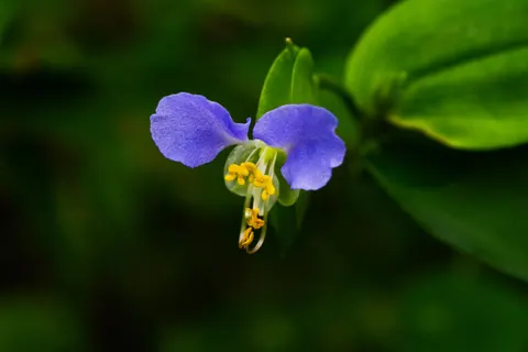 Orchid 4K Wallpaper · flowers · 3840×2562