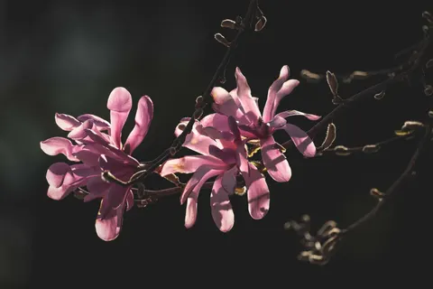 Orchid 4K Wallpaper · flowers · 3840×2560
