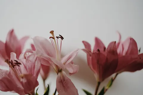 Orchid 4K Wallpaper · flowers · 3840×2560
