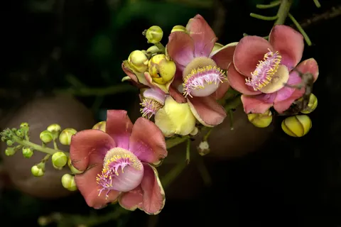Orchid 4K Wallpaper · flowers · 3840×2560