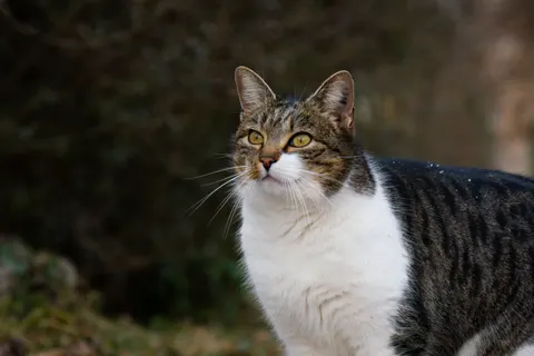 Cat 4K Wallpaper · animals · 3840×2560