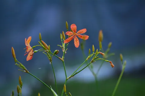 Orchid 4K Wallpaper · flowers · 3840×2560