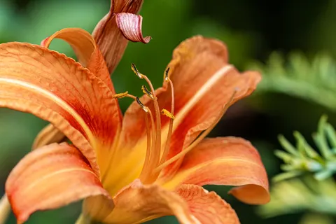 Orchid 4K Wallpaper · flowers · 3840×2562
