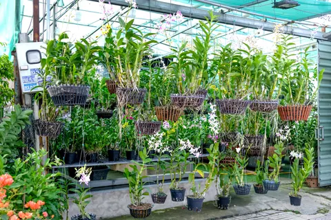 والپیپر ارکیده با کیفیت 4K · flowers · 3840×2560