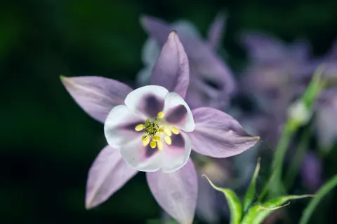 Orchid 4K Wallpaper · flowers · 3840×2560