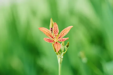 Orchid 4K Wallpaper · flowers · 3840×2560