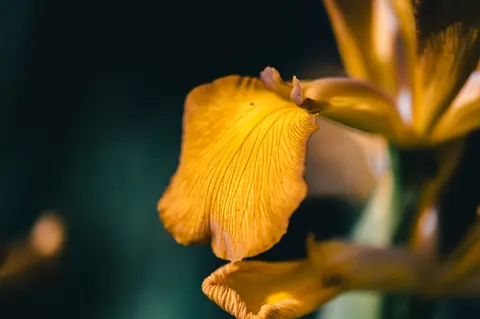Orchid 4K Wallpaper · flowers · 3840×2555