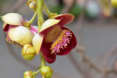 Orchid 4K Wallpaper · flowers · 3840×2563