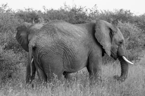 والپیپر فیل با کیفیت 4K · animals · 3840×2560