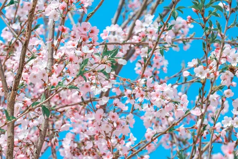 Cherry Blossom 4K Wallpaper · nature · 3840×2560