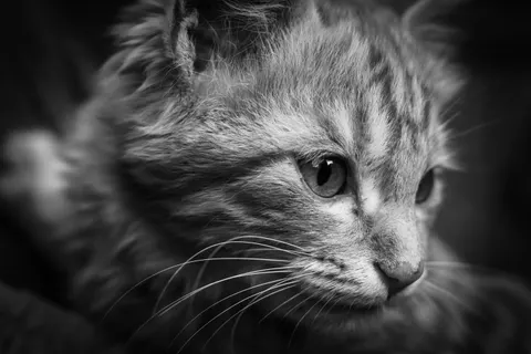 خلفية قطة بدقة 4K · animals · 3840×2560